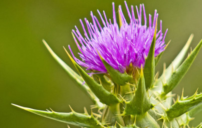 Pestrec mariánsky (Silybum marianum) Pestrec mariánsky (Silybum marianum)